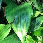 Calanthe triplicata Leaf