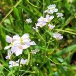 Arabidopsis arenosa Blodyn