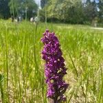 Dactylorhiza majalisKvět