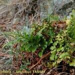 Asplenium cuneifolium Habitus