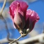 Gossypium aridum Flor