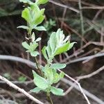 Salix repens Φύλλο