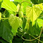 Vitis vulpina 叶