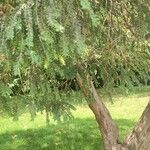 Taxus brevifolia Лист