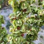 Rumex cristatus Φρούτο