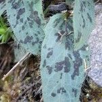 Hieracium glaucinum Leaf