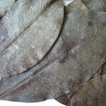 Erythroxylum mucronatum Otro