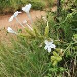 Plumbago zeylanica Кветка