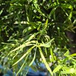 Podocarpus salignus Blad