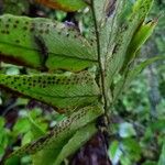 Cyrtomium falcatum Fruit