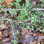 Cotoneaster conspicuus