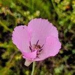 Calochortus splendens പുഷ്പം