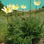 Pulsatilla alpina Hábito