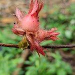 Sabicea pilosa Fruit