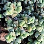 Gibbaeum petrense Hostoa