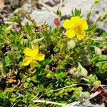 Helianthemum oelandicum Blad