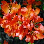 Chaenomeles × superba Flower