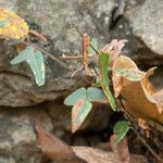 Pellaea atropurpurea Hábito