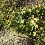 Saxifraga spathularis Листок