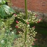 Scrophularia auriculataFlower