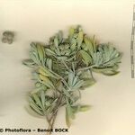 Cneorum pulverulentum Other