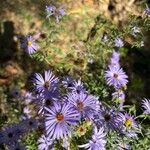 Symphyotrichum oblongifolium फूल