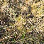 Gutenbergia rueppellii Flor