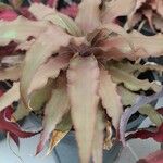 Cryptanthus acaulis Агульны выгляд