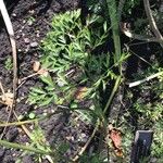 Libanotis pyrenaica 葉