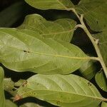 Nectandra membranacea Feuille