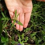 Scutellaria integrifolia Лист