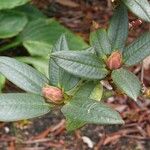 Rhododendron adenogynum Leaf