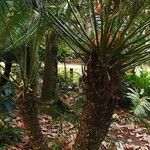 Cycas thouarsii Blad