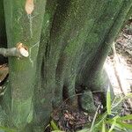 Treculia africana Casca