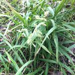 Leersia lenticularis Pokrój