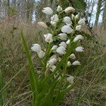 Cephalanthera longifolia 叶