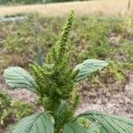 Amaranthus retroflexusLeaf