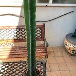 Cereus jamacaru Лист