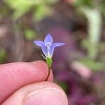 Wahlenbergia marginata Flower