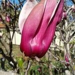 Magnolia x soulangeana Άλλα