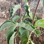 Baseonema gregorii Leaf