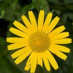 Buphthalmum salicifolium Blüte