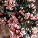 Rhododendron indicum Žiedas