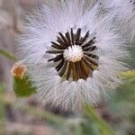 Senecio viscosus Фрукт