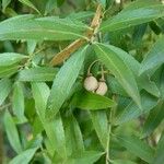 Maytenus boaria Fruto