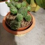 Euphorbia pseudoglobosa List