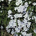 Phlox pulvinata Flower