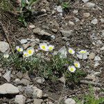 Ranunculus seguieri Hábito