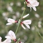 Retama monosperma Flower