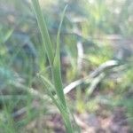 Tragopogon angustifolius 葉